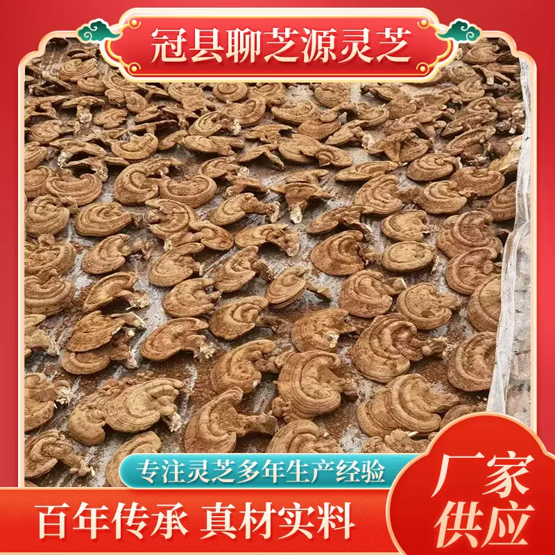赤灵芝 山东 特产泡酒料 厂家供应现货 发货及时 个大饱满
