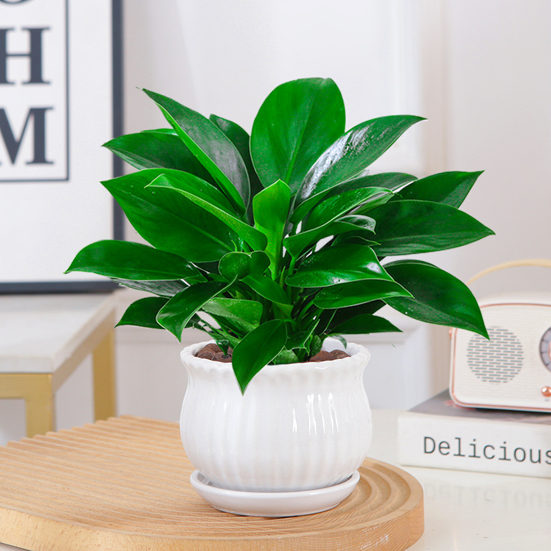 골든다이아몬드 25cm 3그루(세로무늬 세라믹 화분) + 영양액