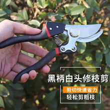 �ڱ����^��֦��֦�����@ˇ��@�ֻ�����֦������ӹ��������֦