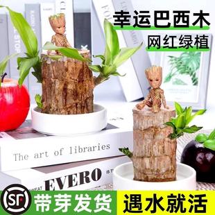 ����ľˮ�B���\ľ�_��������С�����ļ��Gֲ�҃���������ˮ��ֲ��