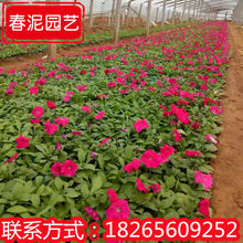 北京多色矮牵牛花 杯苗碧冬茄 公园庭院种植花卉 青州草花基地