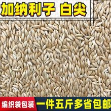 鹦鹉鸟食饲料 加纳利子 白尖粟 金丝雀芙蓉鹦鹉黄雀鸟粮包邮 5斤