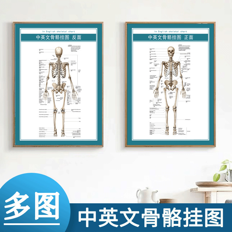 Chinese and English Human Skeletal Structure Diagram, Whole Body Human Muscle Anatomy Large Wall Chart, Front and Back High-Definition Medicine Optional