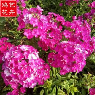 perennial erect phlox perennial erect phlox pink flower phlox flower sea flower mirror