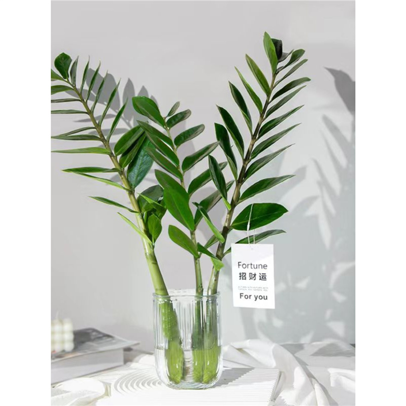 Hydroponic Money Tree Indoor Desktop Evergreen Easy-To-Care-For Green Plant Fortune Tree Money String New Year Flower