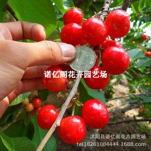 �޽������\����Ҙ����Ϸ������p�����\������ͥԺ�ϱ�������Y��