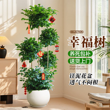 �����Ҹ������ԾGֲ�҃ȶ�������ֲ��͏d�k���Ҵ�̖����辰����