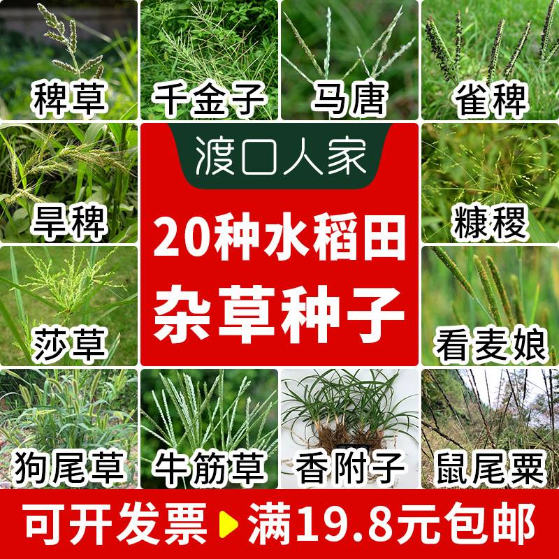稻田杂草种子稗草莎草千金子糠稷狗尾草籽看麦娘雀稗水李氏禾种子