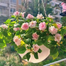 水梅花重瓣凤仙花带花苞盆栽阳台好养易开花基地包邮直发带盆发货