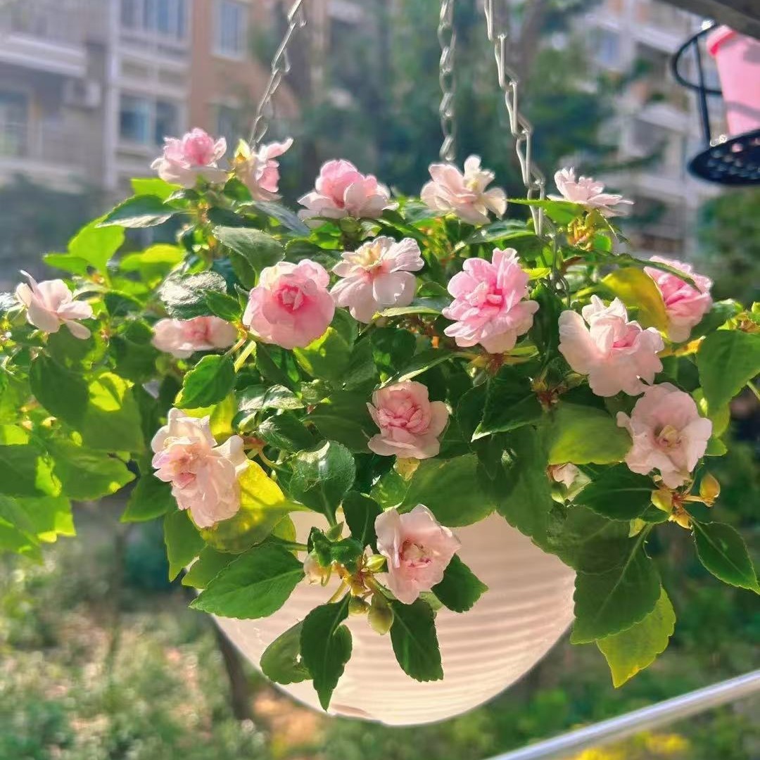 水梅花重瓣凤仙花带花苞盆栽阳台好养易开花基地包邮直发带盆发货