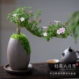 办公造型六月雪红花小盆栽