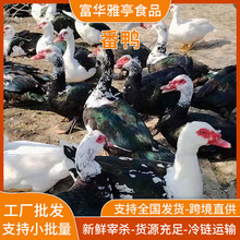 Դ�^���׏Sֱ�����r�F������ɢ�BA�������������F��֧������ă�