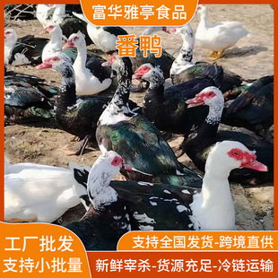 Դ�^���׏Sֱ�����r�F������ɢ�BA�������������F��֧������ă�