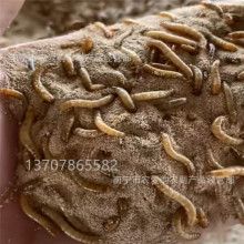 �Ʒ۳�� ��ɳ ������������� ���﷢�����Ϻ�ˮ������