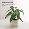 Circle vase + Guanyin lotus leaf