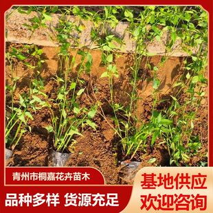 ���ع����G�����̾G�h�����G����ľ���Ļ���Ļ�