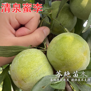 �۴���������Ȫ������޽�Ó�����Ә�����Ʒ�N��ľ�Ϸ����~����