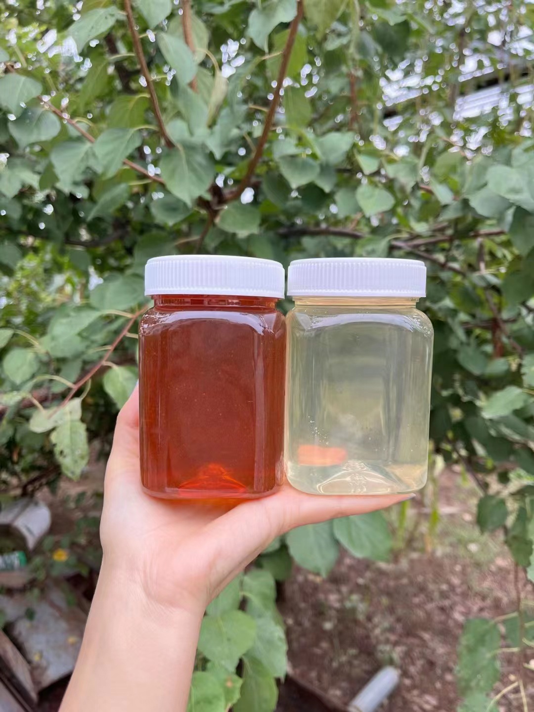 土蜂蜜价格现状与趋势