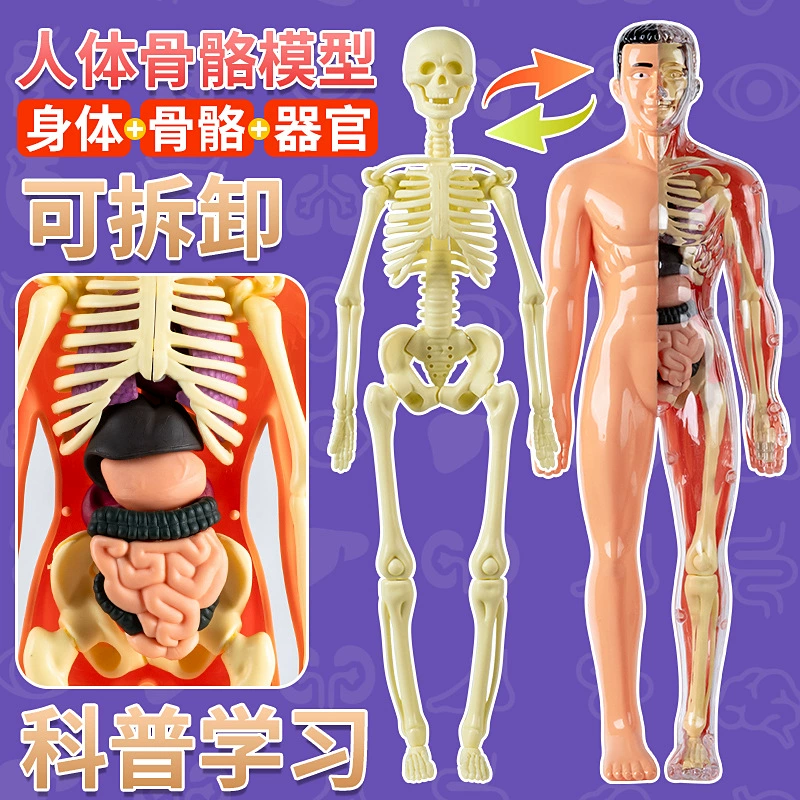 Детские органы человека имитационная модель съемная биоанатомическая медицина 3d тело висцеральная игрушка