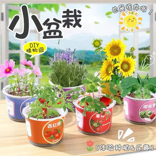 Children Plant Small Potted Kindergarten Hydroponic Bonsai Desktop Plant Mini DIY Green Plant Scientific Observation Plant