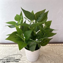 �S��ֱ�N ����ֲ�� ���ϼٻ� ֲ���� �^�z�ָ��~ �����~ �G�}