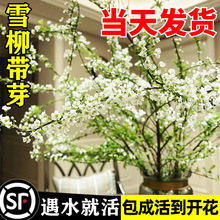 雪柳鲜枝干枝支水养室内水培植物插花好养银柳真花卉绿植盆栽龙柳
