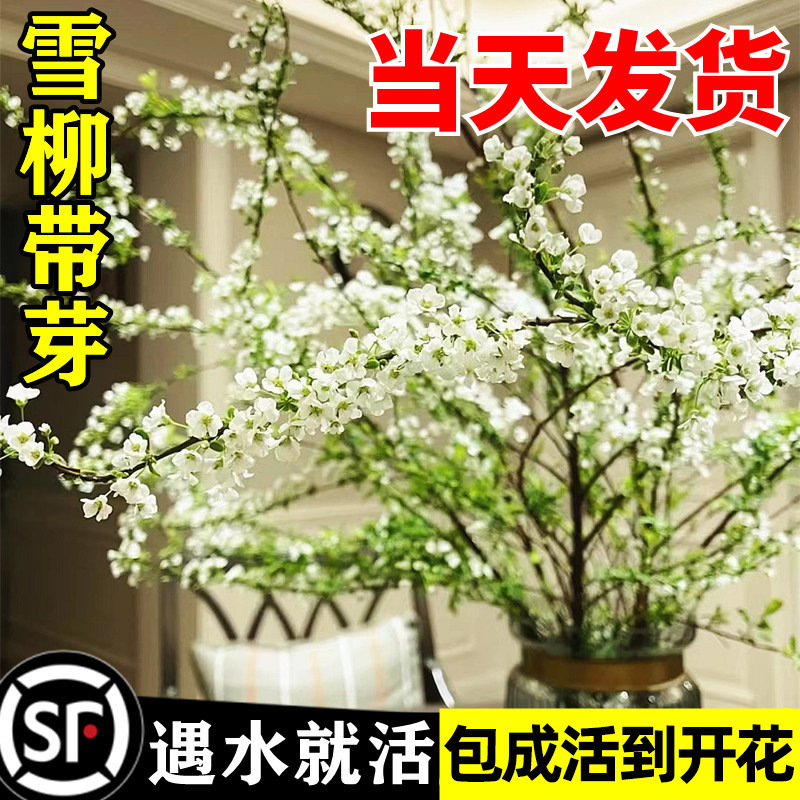 雪柳鲜枝干枝支水养室内水培植物插花好养银柳真花卉绿植盆栽龙柳