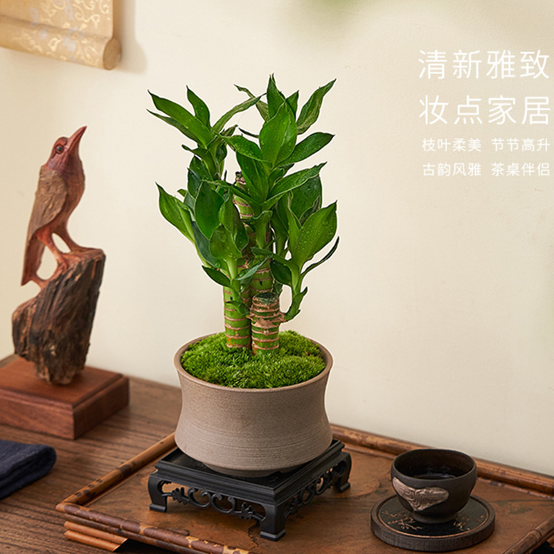 Fugu bamboo chamber plants