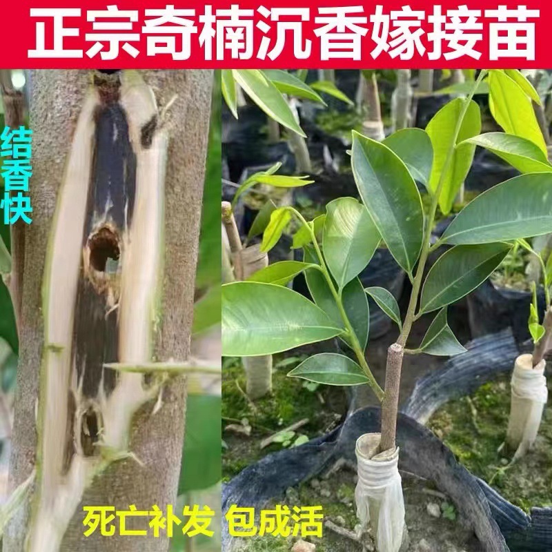 一件代发广东电白圃场直批发绿黑奇楠沉香树苗正宗原生名贵棋楠南
