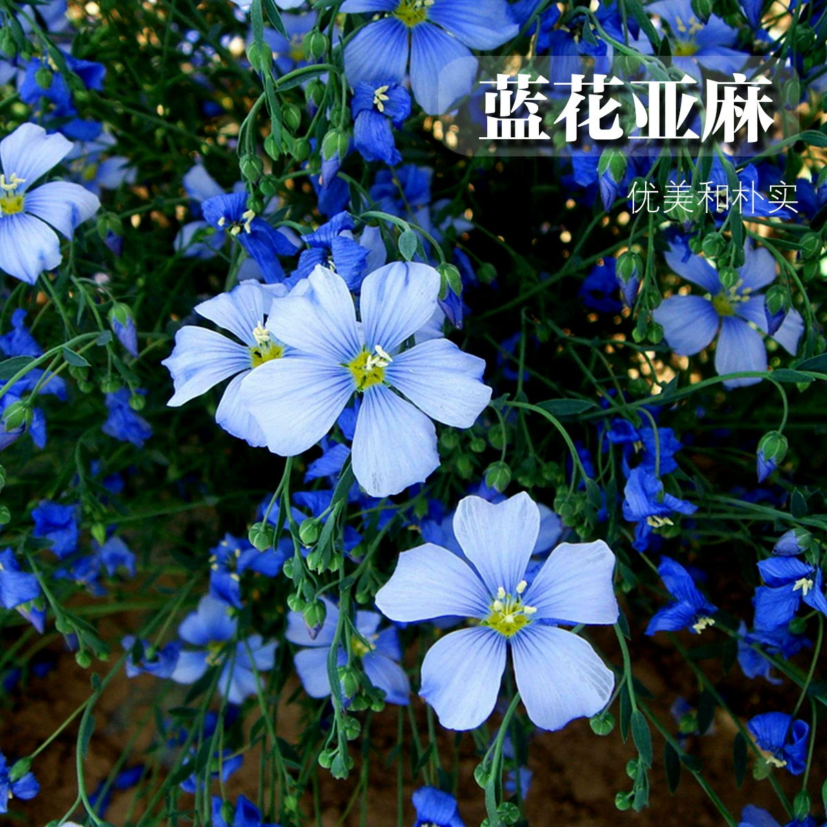 Орхидея Семена Льна Цветов Живописный Район Парк Сообщество Озеленение Проект Балкон Многолетние Семена Синих Цветов