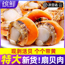 扇贝肉带黄新鲜扇贝鲜活特大冷冻海鲜水产红贝号商用批发