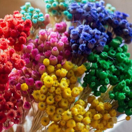 Happy Flower Thoughts Flower Imported Wholesale Eternal Flower Japanese Style Fresh Mori Girl Glass Bottle Flower Photo Props