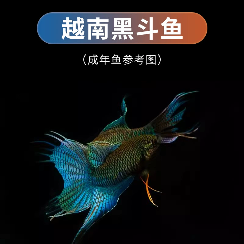 Китайский Douyu Live Рыба холодной воды Свежие водоразделостямые рыбки, устойчивые к кормлению маленьких рыб, кормление рыб