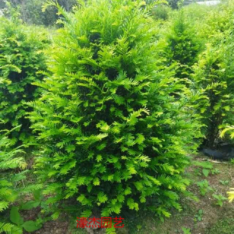Authentic Southern Yew Absorbs Formaldehyde, Evolved Air Green Plant Potted Male and Female Trees in the Same Pot, Evergreen All Year Round