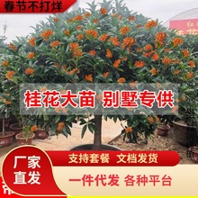 一件代发【桂花大苗】桂花树苗大树别墅浓香庭院金桂树苗地栽