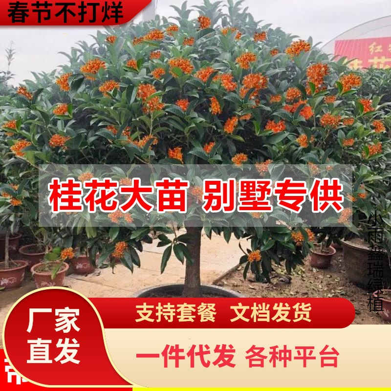 一件代发【桂花大苗】桂花树苗大树别墅浓香庭院金桂树苗地栽