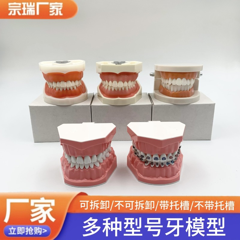 牙科牙模型假牙模型牙模型模具幼儿园教刷牙模型可拆卸口腔假牙|undefined