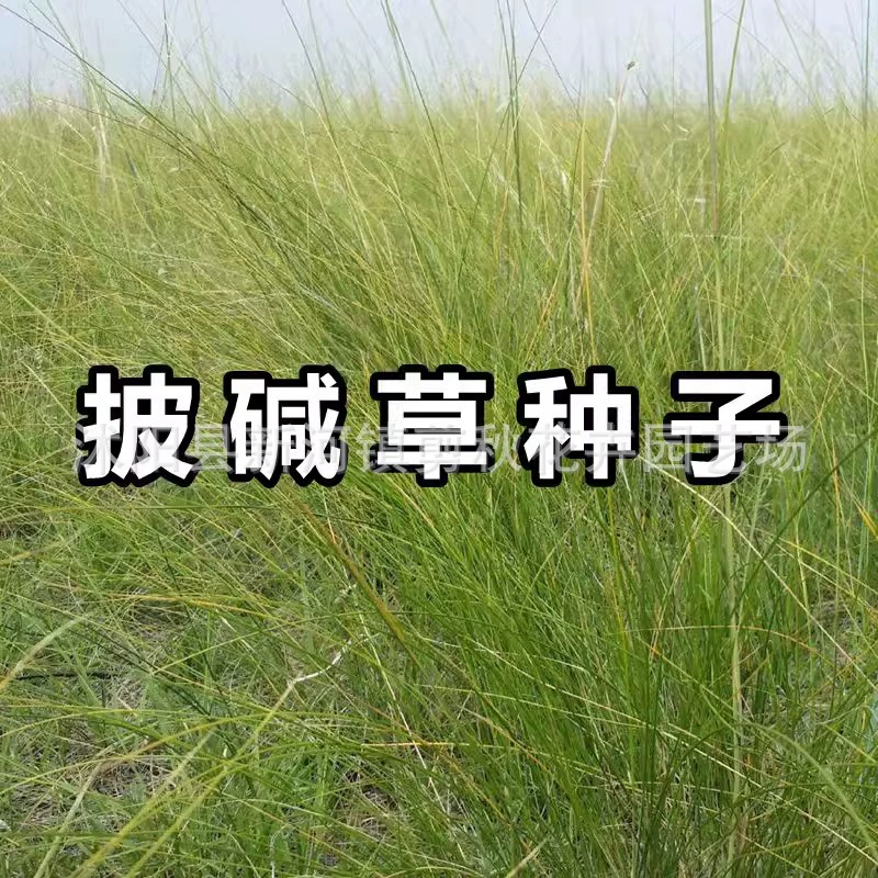 Защита склонов семян Elymus и почвофиксирующая зона добычи семян трав солетерпимые семена газонов могут использоваться в качестве пастбищного района добычи, покрытого зеленым песком