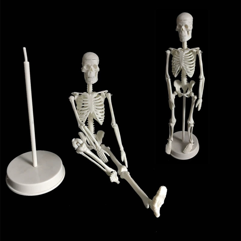 Physiological realistic removable skeleton, medicine toy, human bone