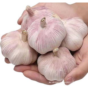 ���¸��⡿�����^轿h�ϰ�Ƥ�����^����ʳ���{ζ����0.5-5��