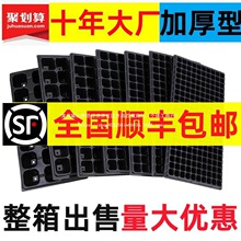 盒育苗育苗育苗育苗肉盆多器箱塑料蔬菜盘整盘育苗出售穴盆整箱苗