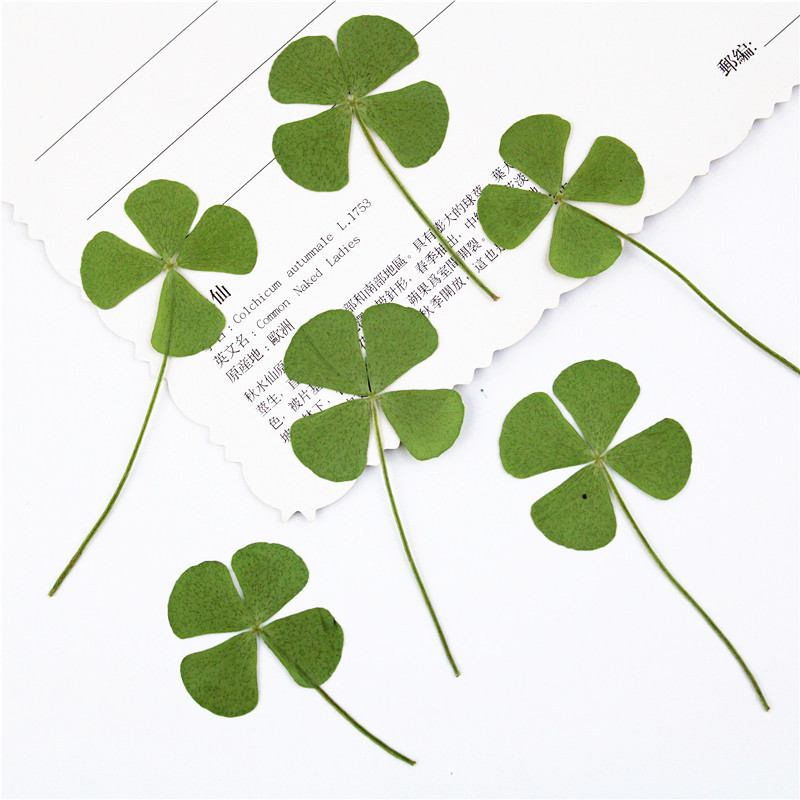 Four-leaf Clover Dried Flower diy Material Plant Embossed Real Flower Plant Specimen Embossed Bookmark Face Decoration