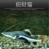 [16-18招财猫1条]