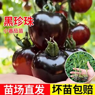 �ڷ��������t�������̨�����߲���С������ǧ�����}Ů��Ѩ�P��