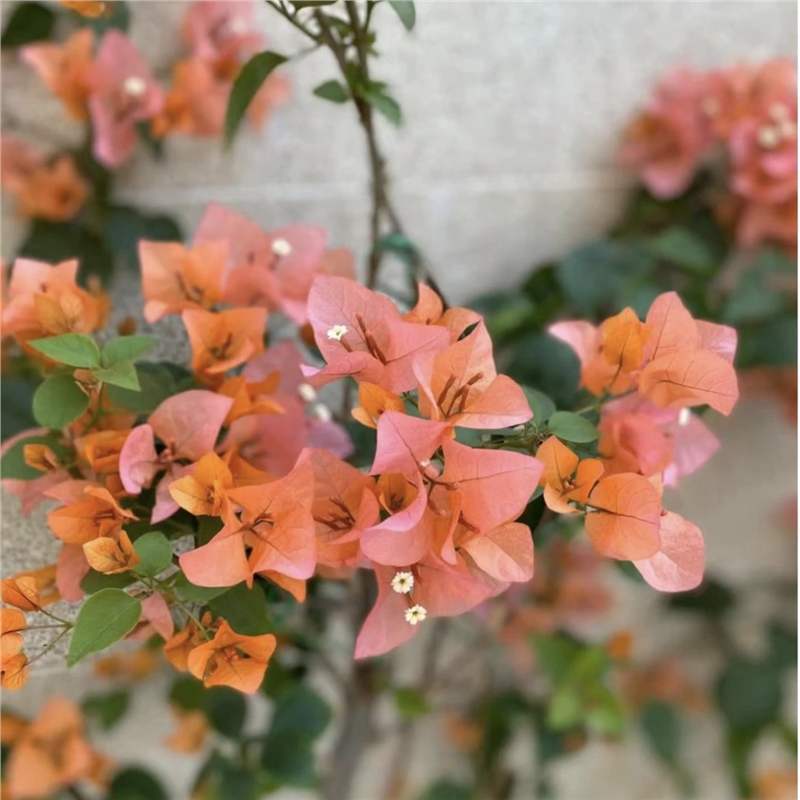 Ciruela triangular planta en maceta nueva variedad de flores de flores de rosa balcón patio aire purificado cuatro estaciones flores bonsai