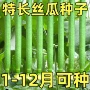 特大高产特长四季种籽