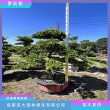 罗汉松造型树酒店景观树庭院盆景观赏苗木高度2米至5米乔木