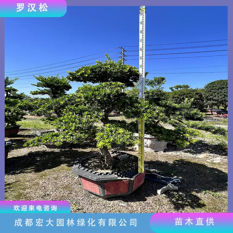 罗汉松造型树酒店景观树庭院盆景观赏苗木高度2米至5米乔木