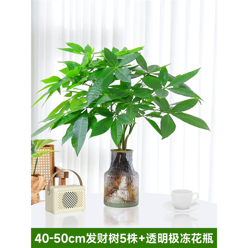 40-50cm 머니트리 5개입 [투명극냉장병] 영양액 1팩 포함