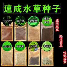 现货迷你对叶批发前景草大叶珍珠水草种子鱼缸造景装饰牛毛草种子